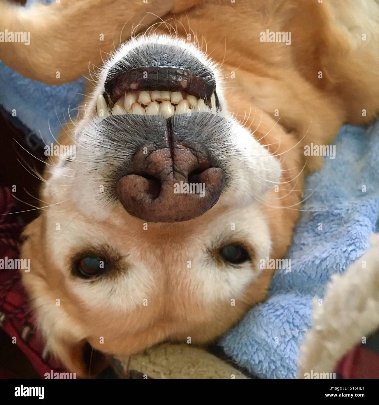 Sourire de chien Banque D'Images