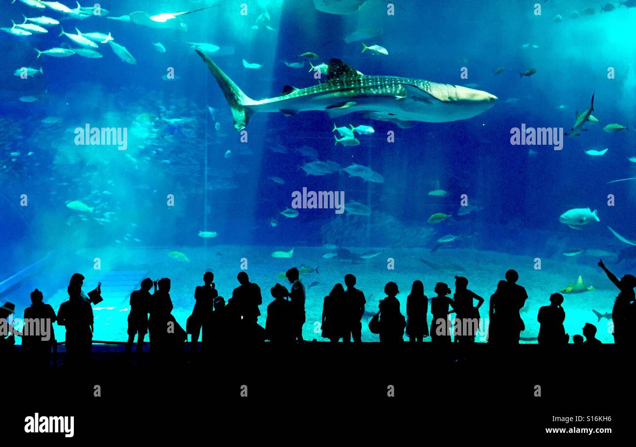 Silhouettes dans l'aquarium à la recherche à une baleine Banque D'Images