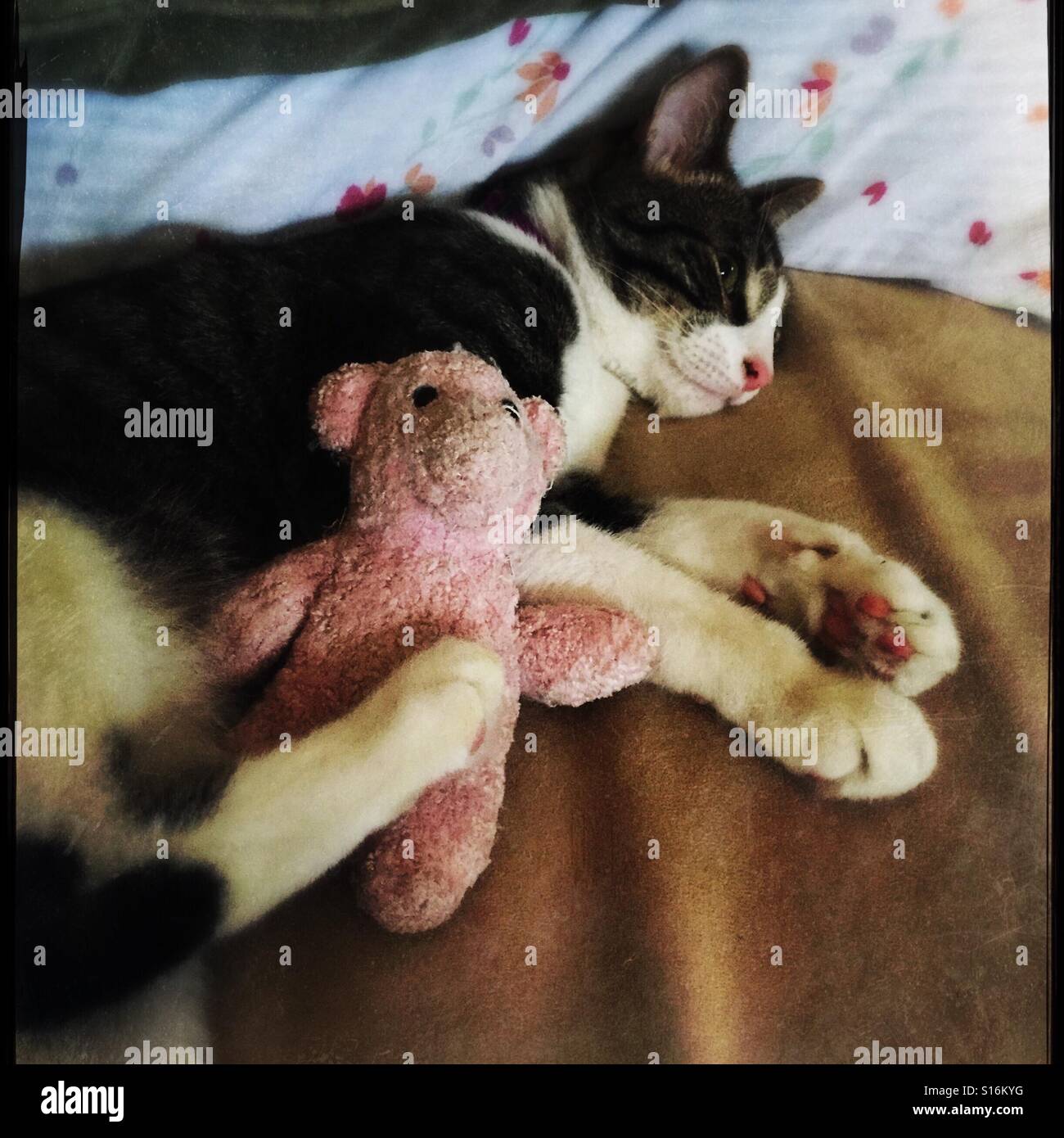 Chaton dormir avec ours rose - Image de stock capturée avec un smartphone