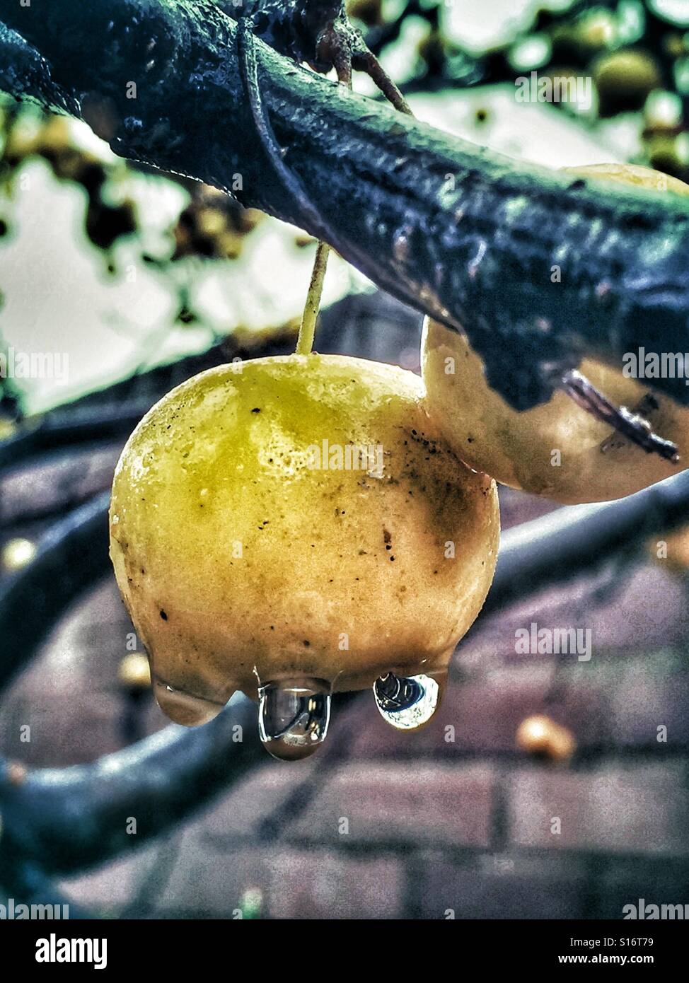 Pommetier avec des gouttes d'eau tomber dans la pluie Banque D'Images