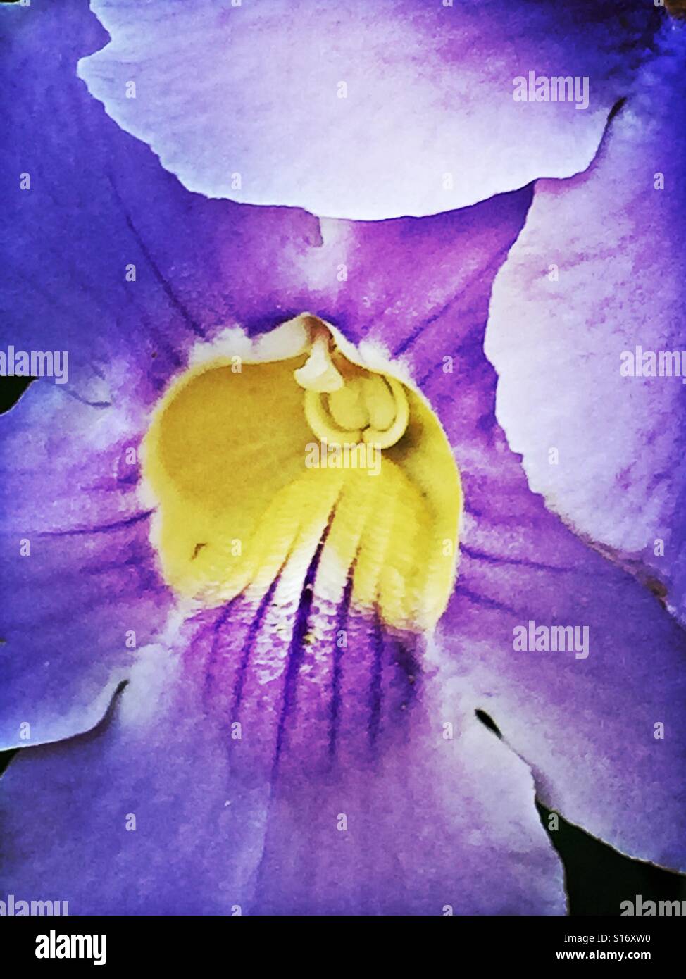 Fleur de gorge violette et jaune Banque de photographies et d'images à  haute résolution - Alamy