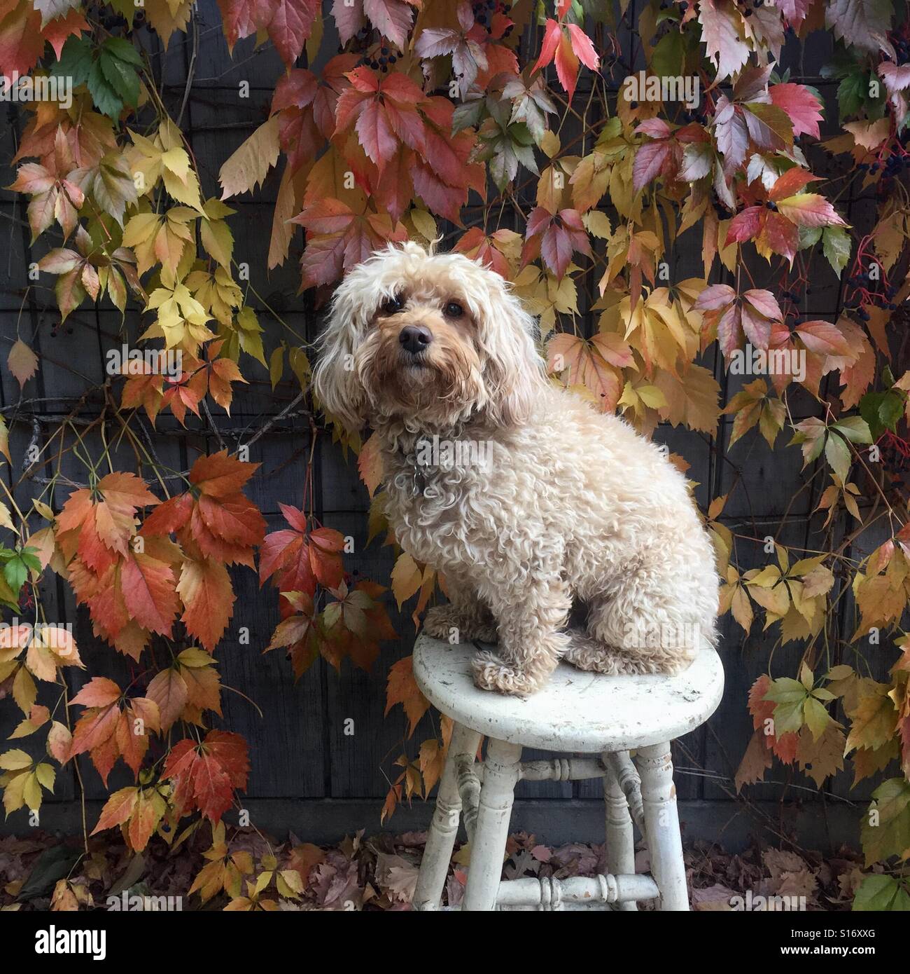 Un chiot goldendoodle est assis en face d'un mur recouvert de feuilles colorées. Banque D'Images