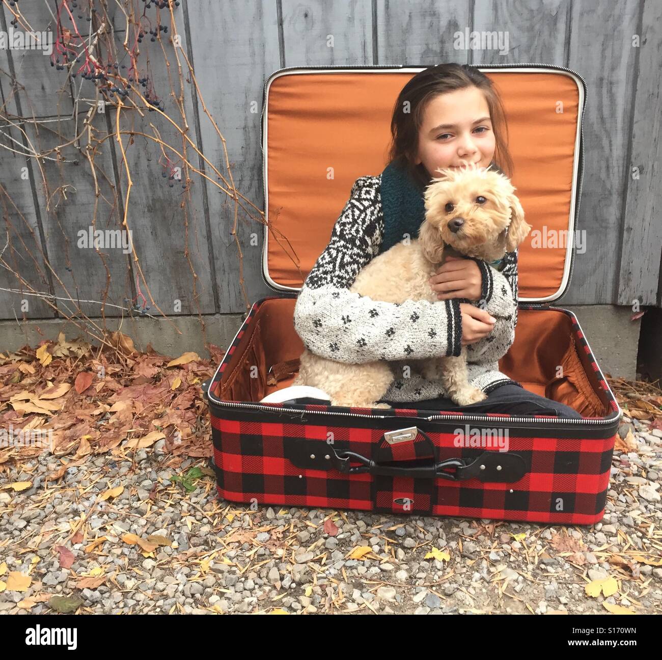 Une jeune fille tenant un petit chien golden doodle se trouve dans un buffalo-check valise. Banque D'Images