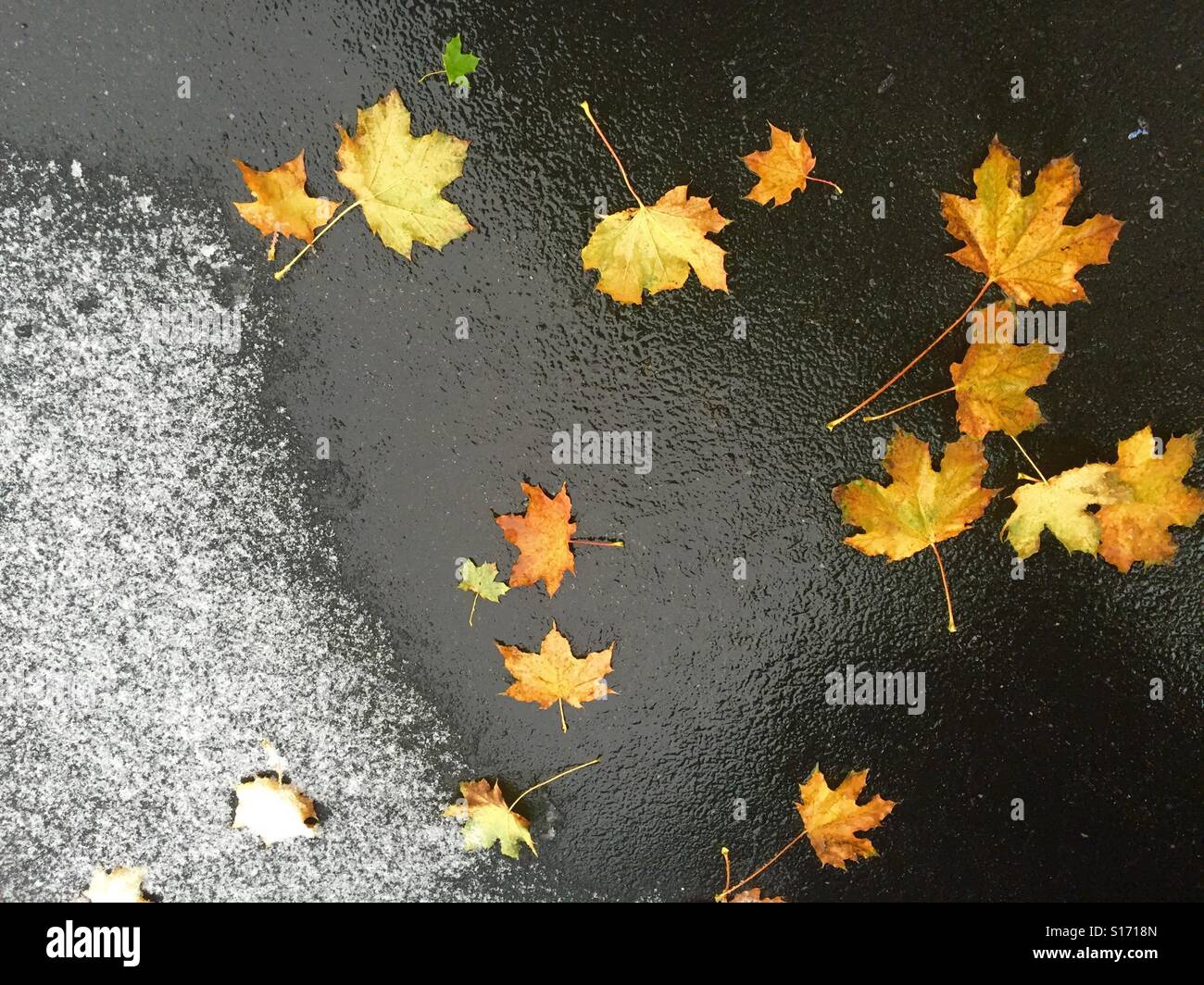 Première averse de neige de saison comme la météo et les feuilles changent de Slingerlands , New York . Banque D'Images