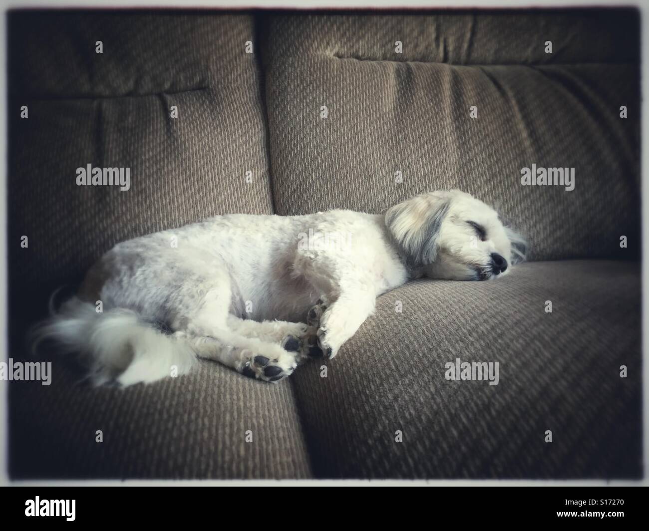 Zuchon mixed breed dog endormi sur le canapé moelleux, USA, 25 décembre 2015, © Katharine Andriotis Banque D'Images