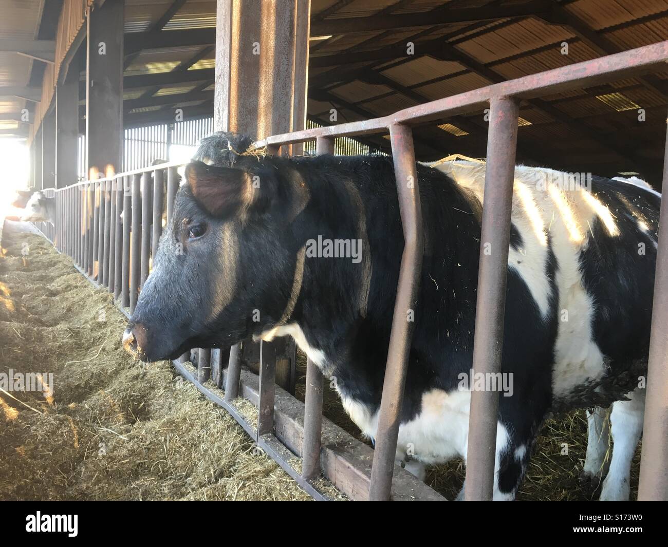 Sur une ferme bovine au Royaume-Uni. - Image de stock capturée avec un smartphone