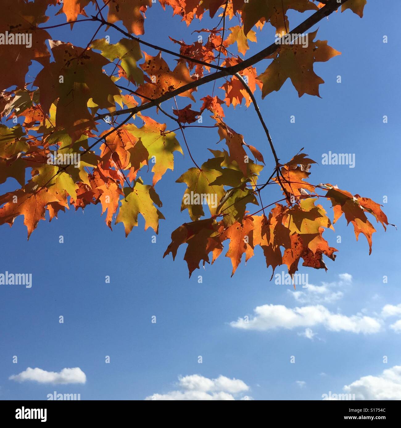 Feuilles d'érable rouge et d'or tournant à l'automne contre le ciel bleu avec des nuages, New York, USA, le 19 octobre 2016, © Katharine Andriotis Banque D'Images