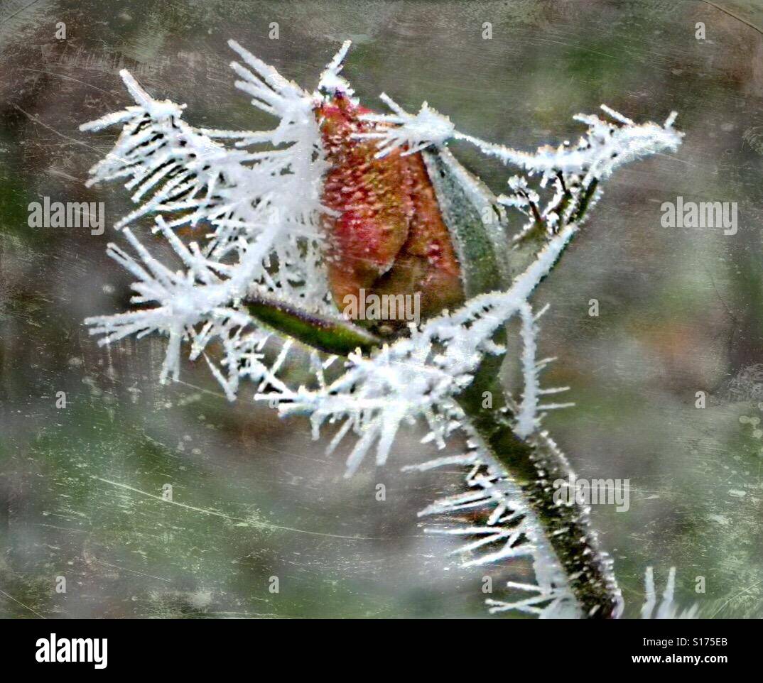 Frozen rose la beauté. Banque D'Images