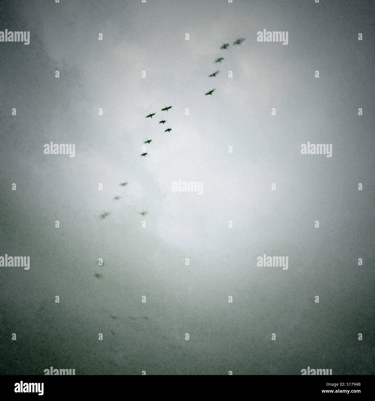Des oies volent en formation à travers un ciel gris et maussade - Image de stock capturée avec un smartphone