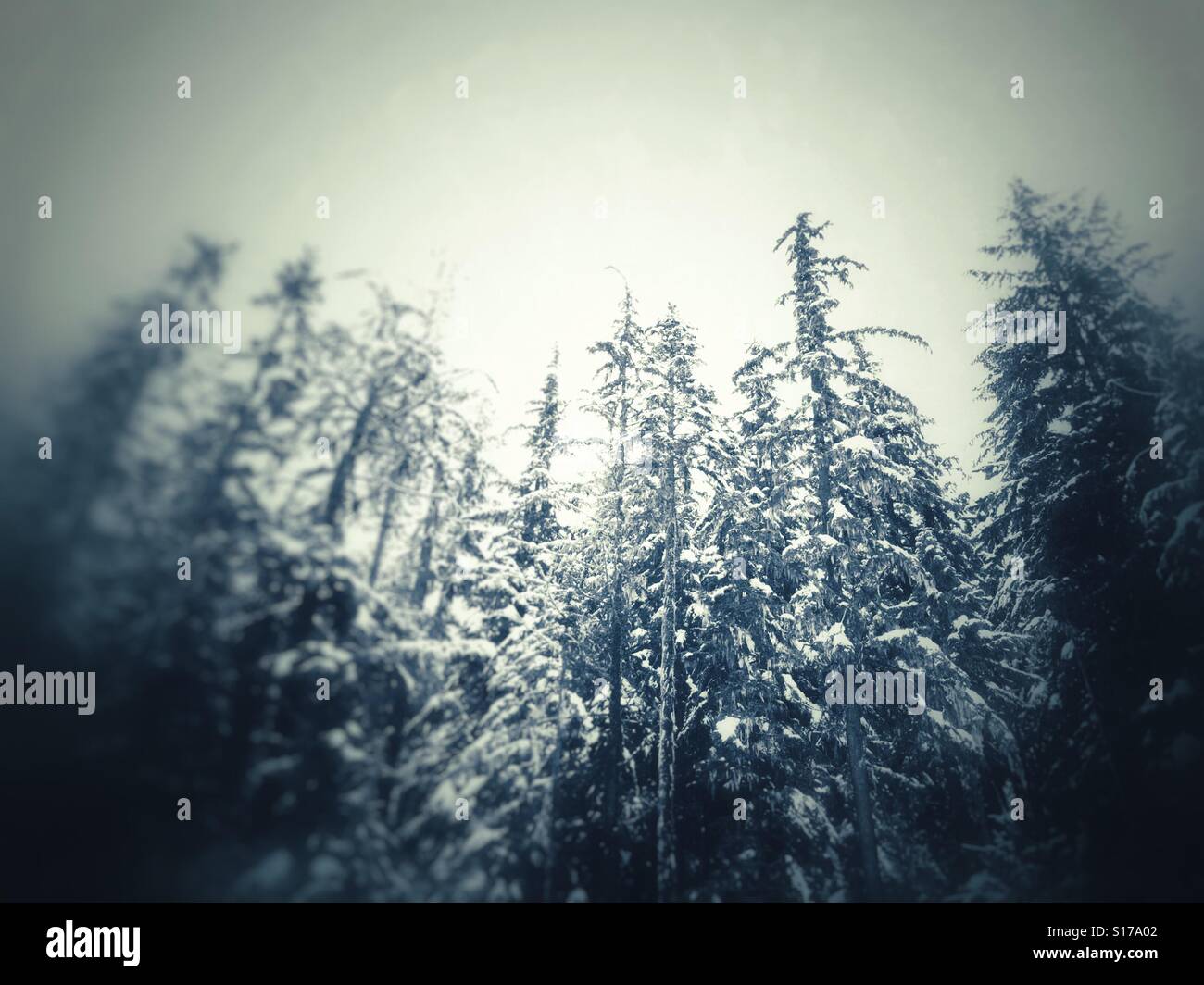 Neige sur les conifères. Whistler, Colombie-Britannique, Canada. - Image de stock capturée avec un smartphone