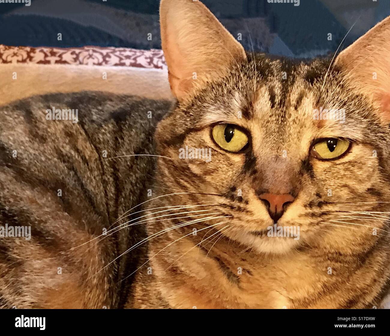 Secouru Chat Tigre Avec Des Yeux Verts Malheureusement L Oeil Gauche Avaient Ete Blesses Laissant Legerement A Jamais Ferme Photo Stock Alamy