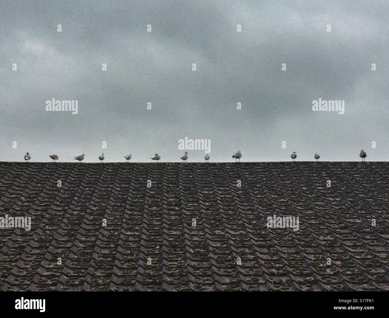 Rangée de mouettes sur un roof top - Image de stock capturée avec un smartphone