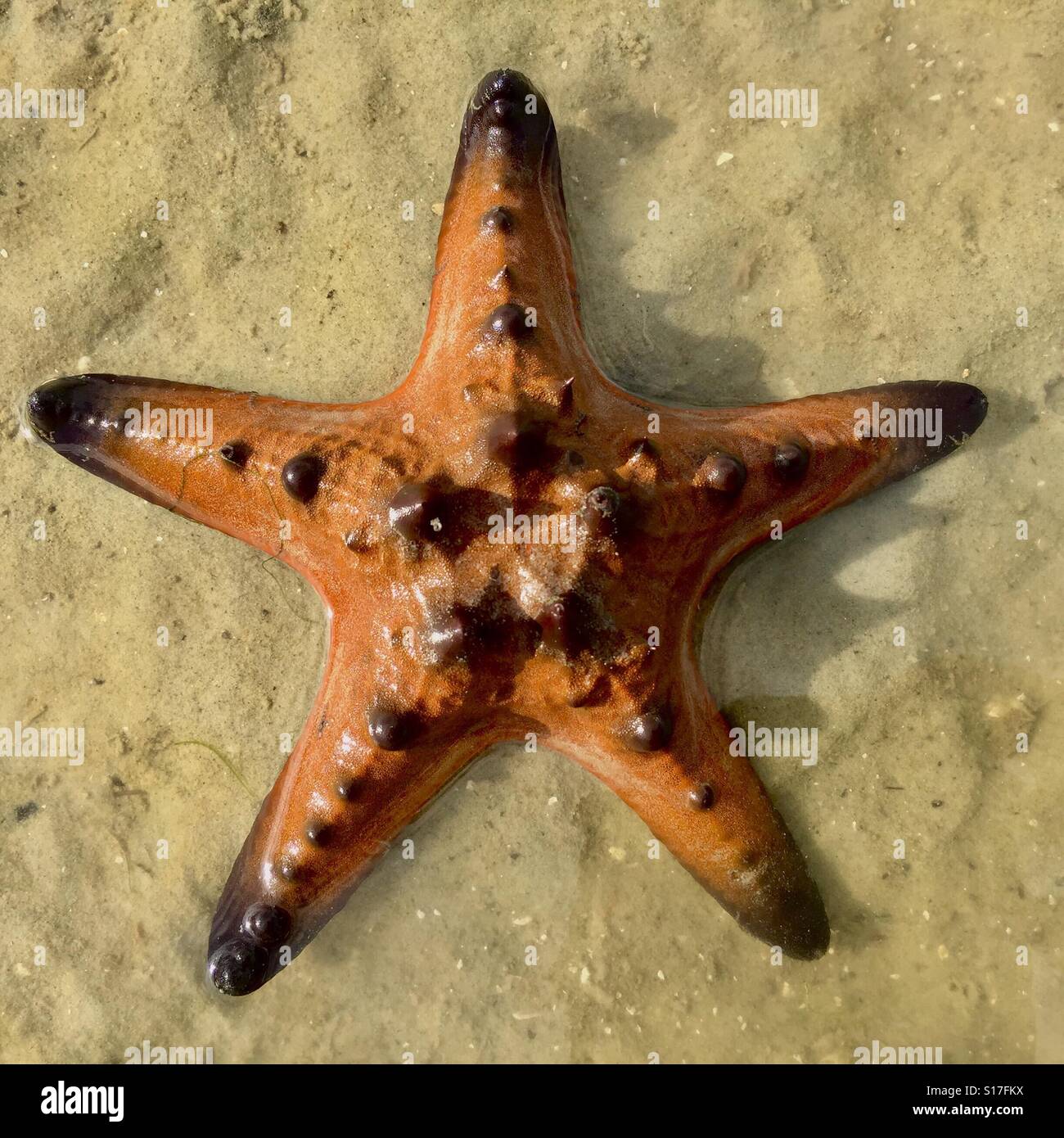 Starfish , originaire de Chek Jawa, l'île de Pulau Ubin, Singapour Banque D'Images