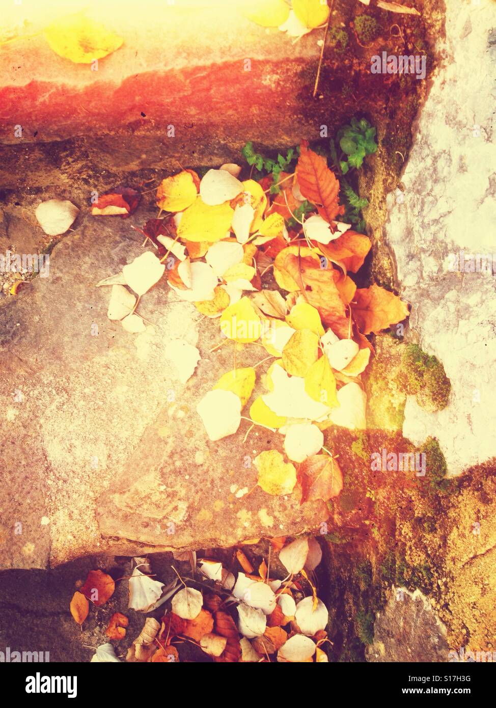 L'automne les feuilles tombées sur l'étape Banque D'Images