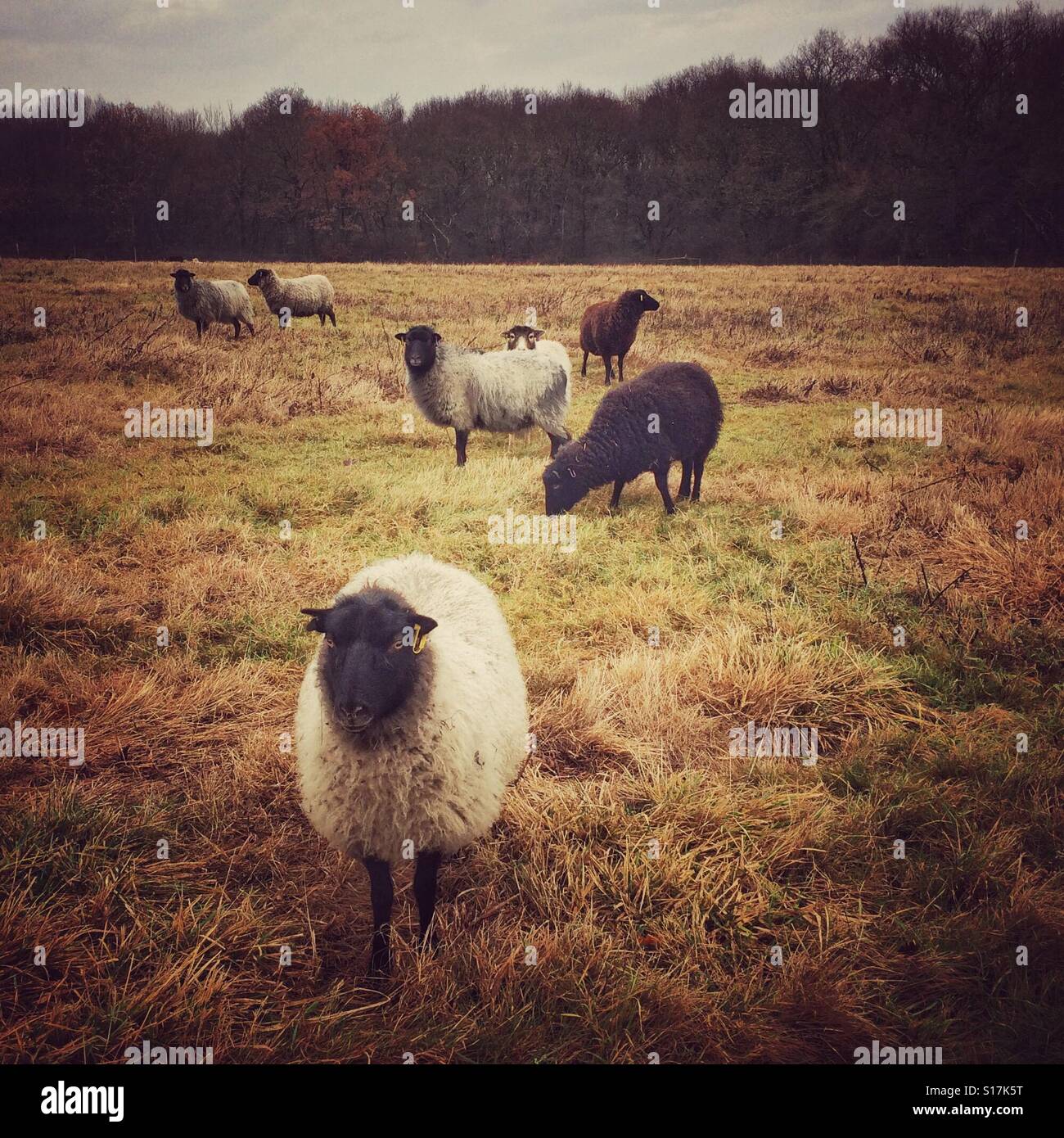 Face noir moutons blancs dans un champ avec d'autres moutons. Banque D'Images