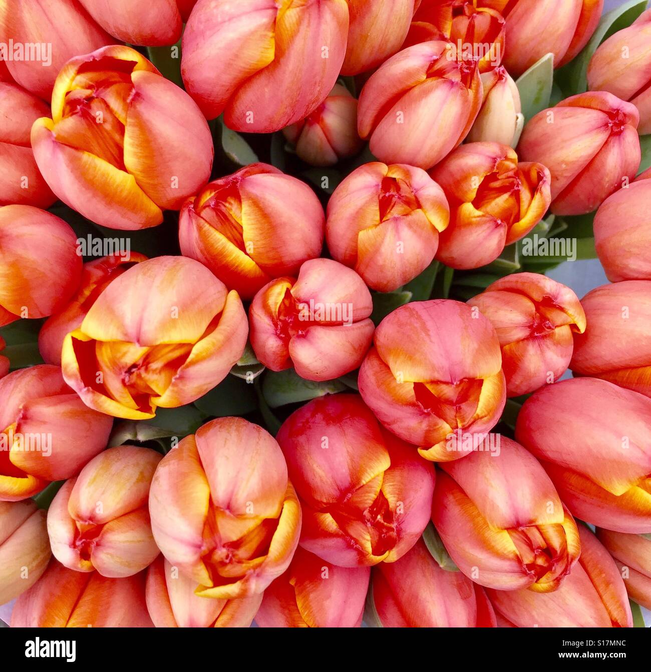 Un bouquet de tulipes de saumon, Berlin Banque D'Images