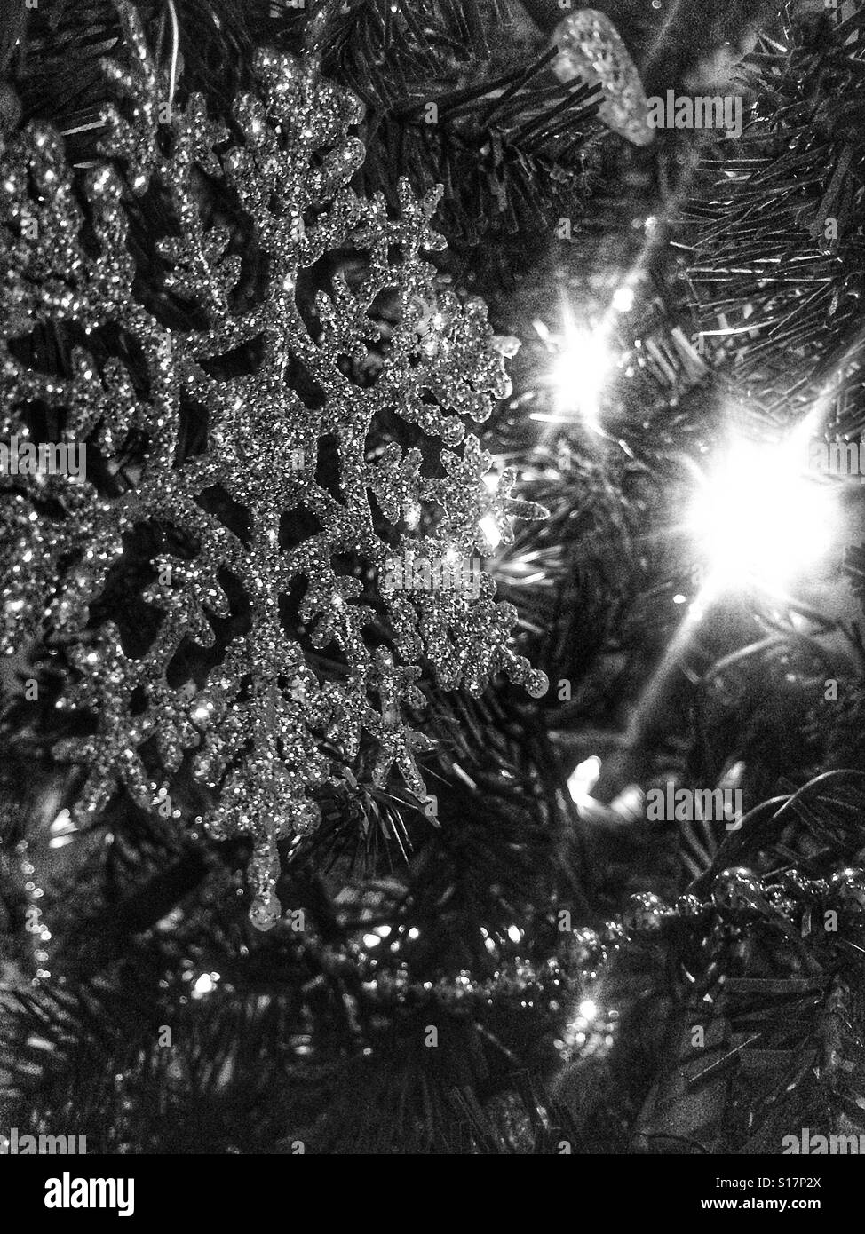 Gros plan noir et blanc d'arbres de Noël Banque D'Images