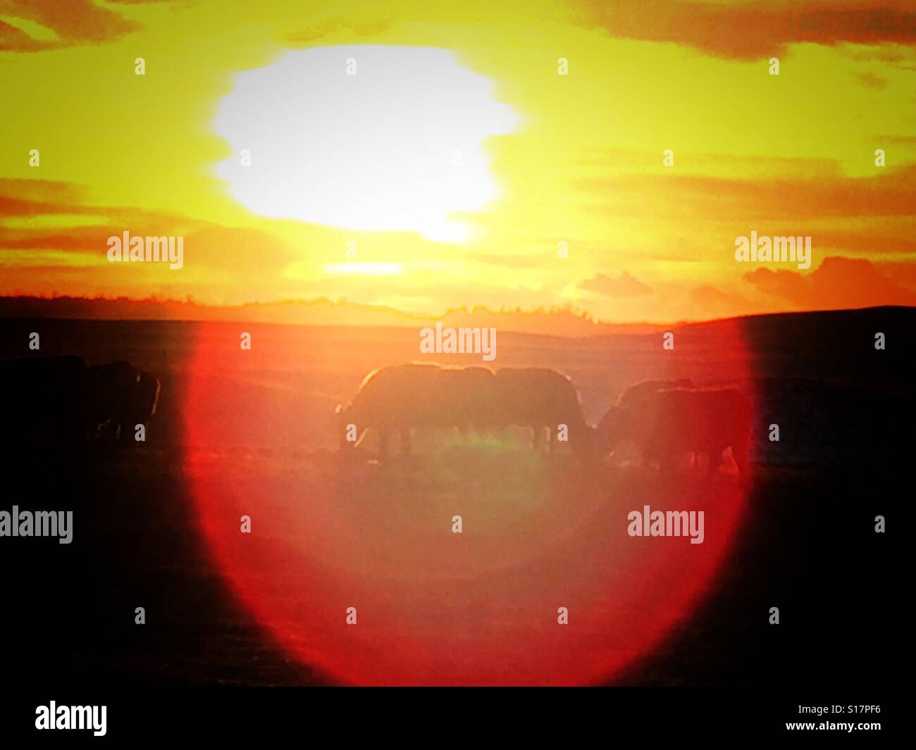 Silhouette de l'engraissement de bovins au coucher du soleil avec des reflets - Image de stock capturée avec un smartphone