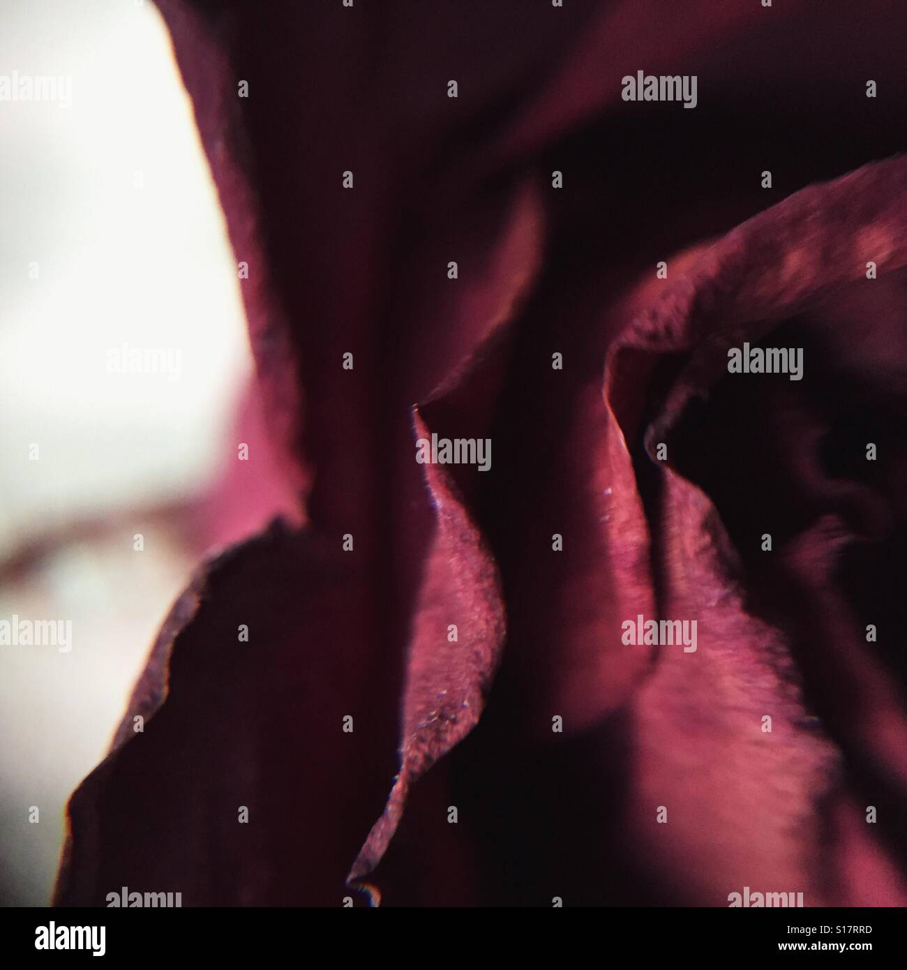 Mort de rose - Image de stock capturée avec un smartphone