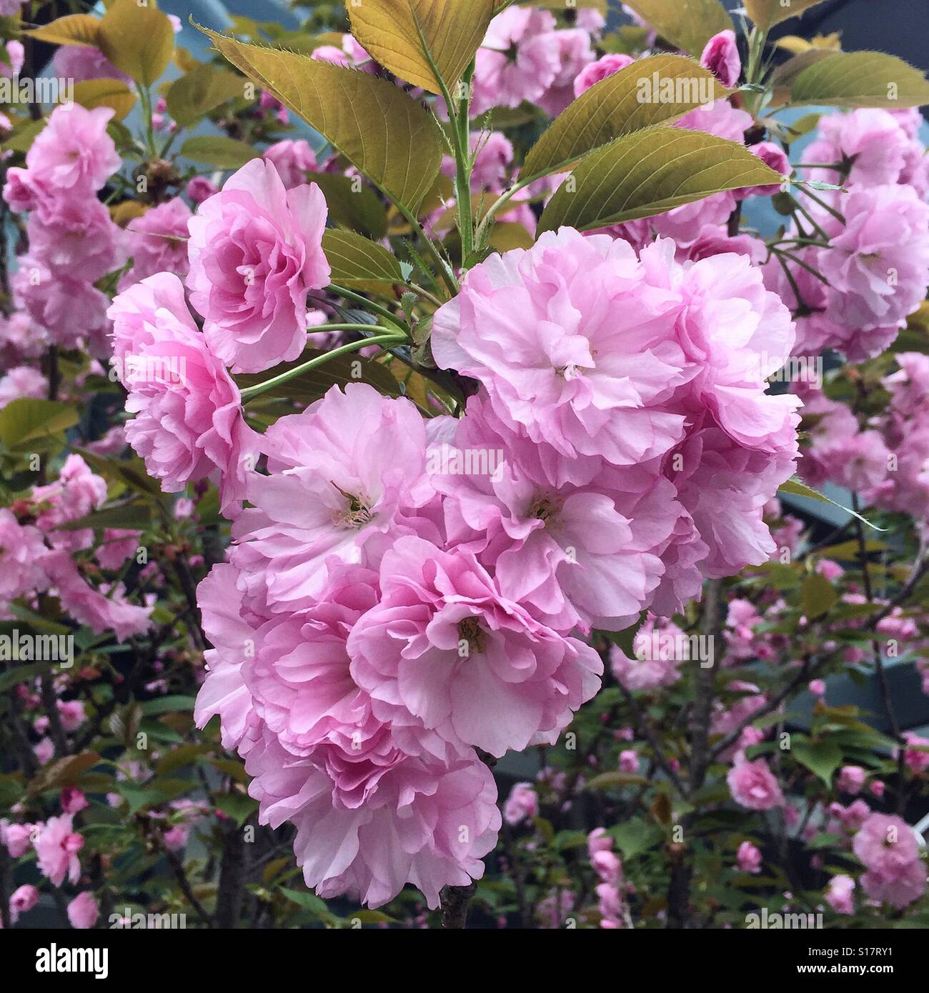 Rose fleurs Sakura chinois , Shanghai, Chine Banque D'Images