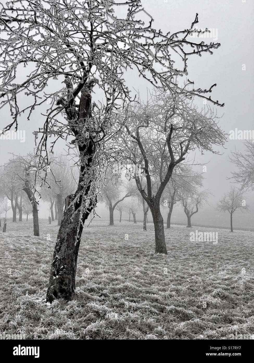 Nature Paysage d'hiver Banque D'Images