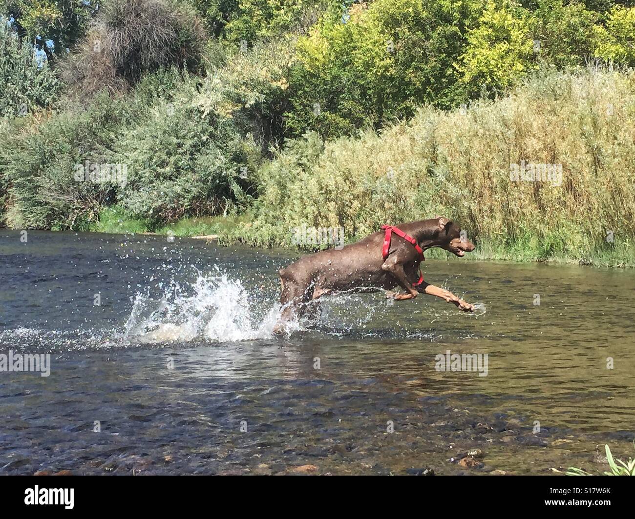 Mon doberman sauvetage jouant dans la rivière Arkansas, Colorado. Banque D'Images