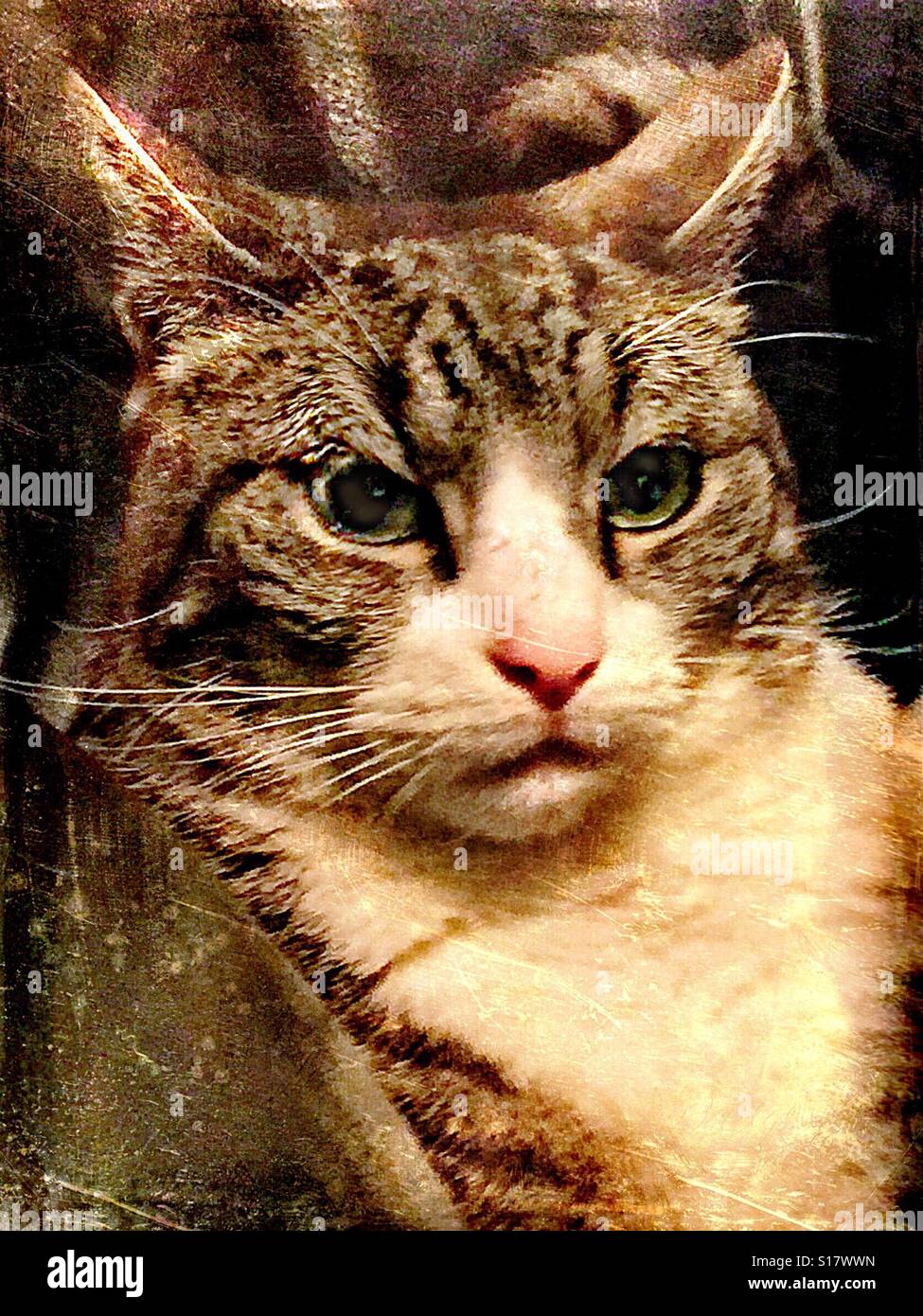 Chat en colère, très en colère... ! - Image de stock capturée avec un smartphone