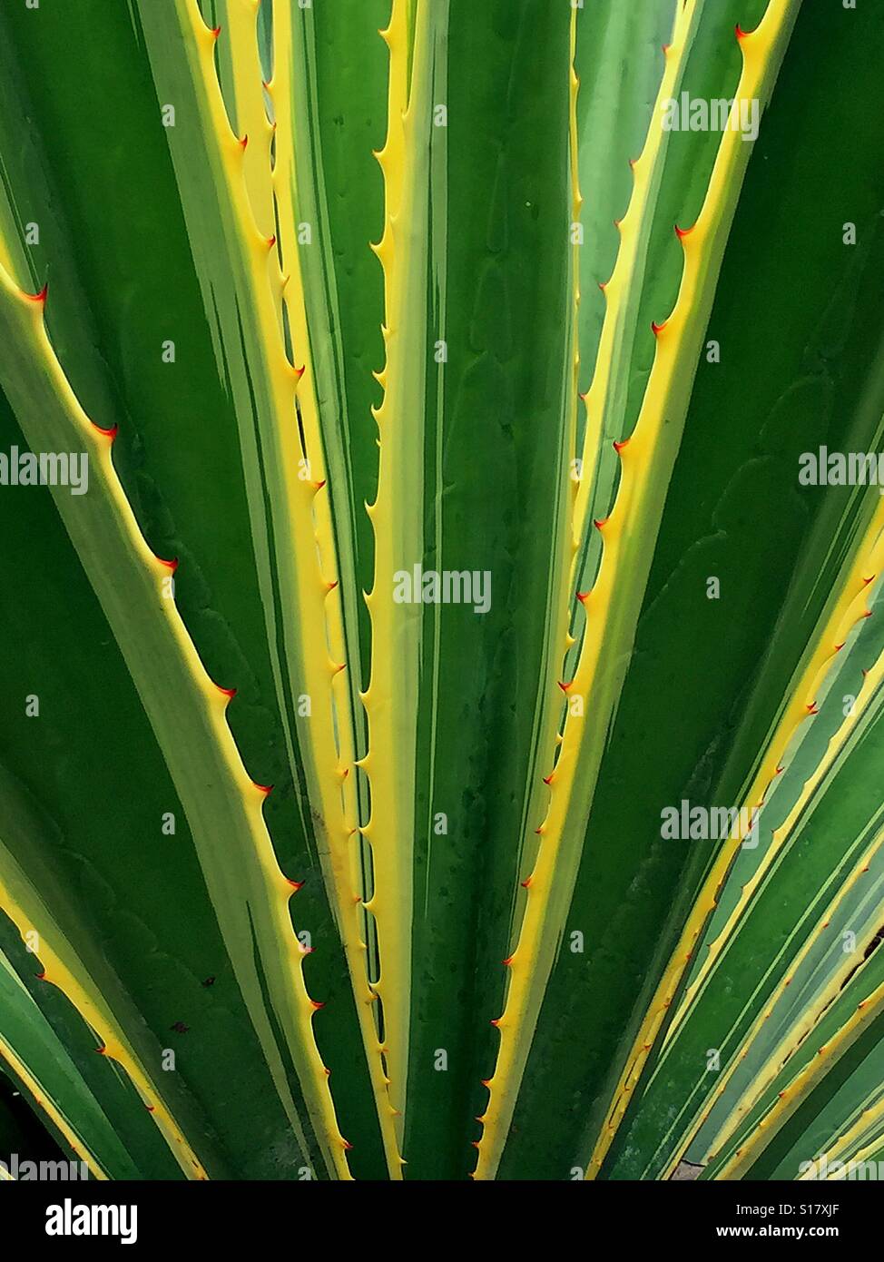 L'art dans la nature - feuille dentelée d'Agave Banque D'Images