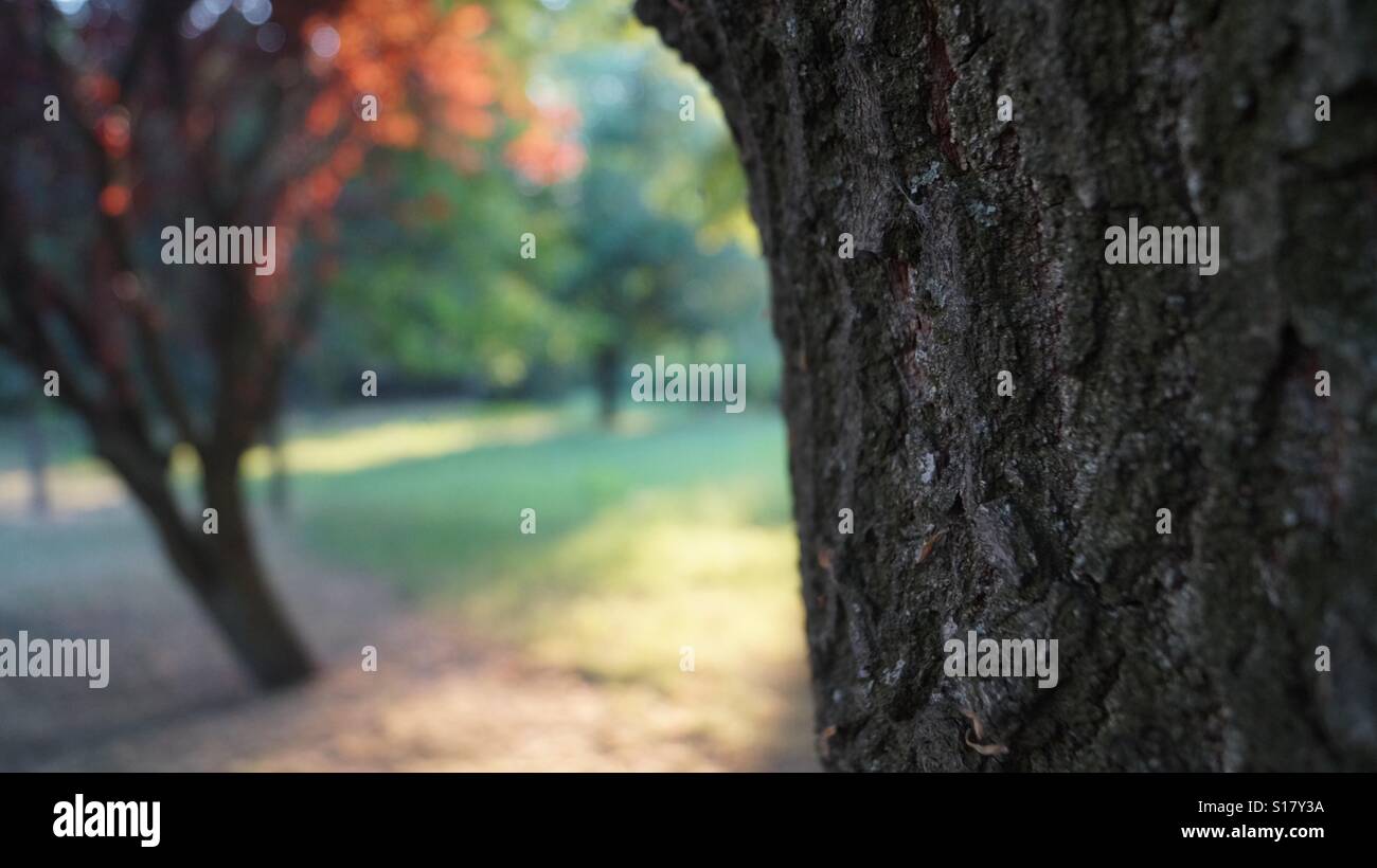 Dans le jardin Banque D'Images