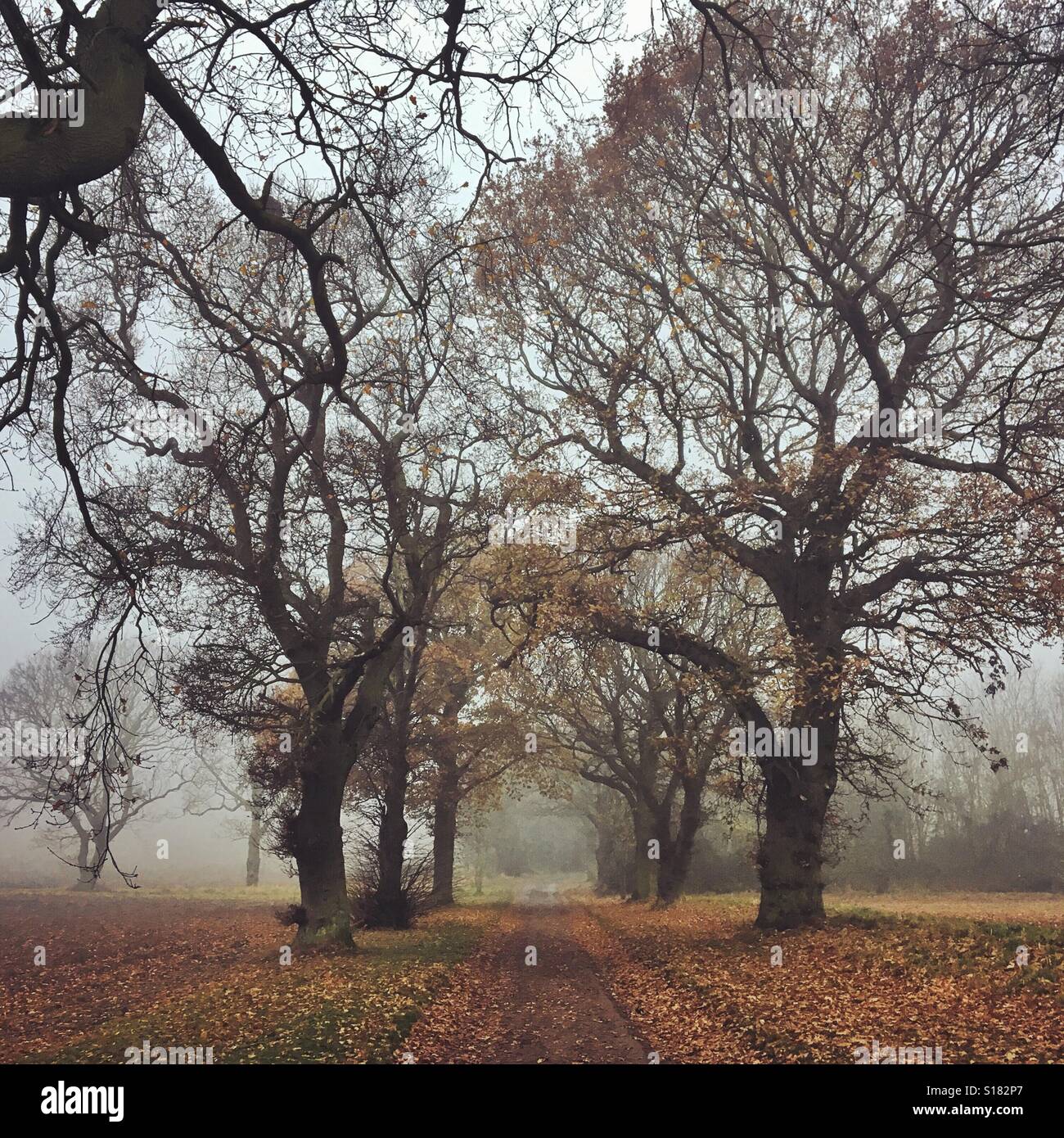 Chemin à travers les arbres d'hiver brumeux Banque D'Images