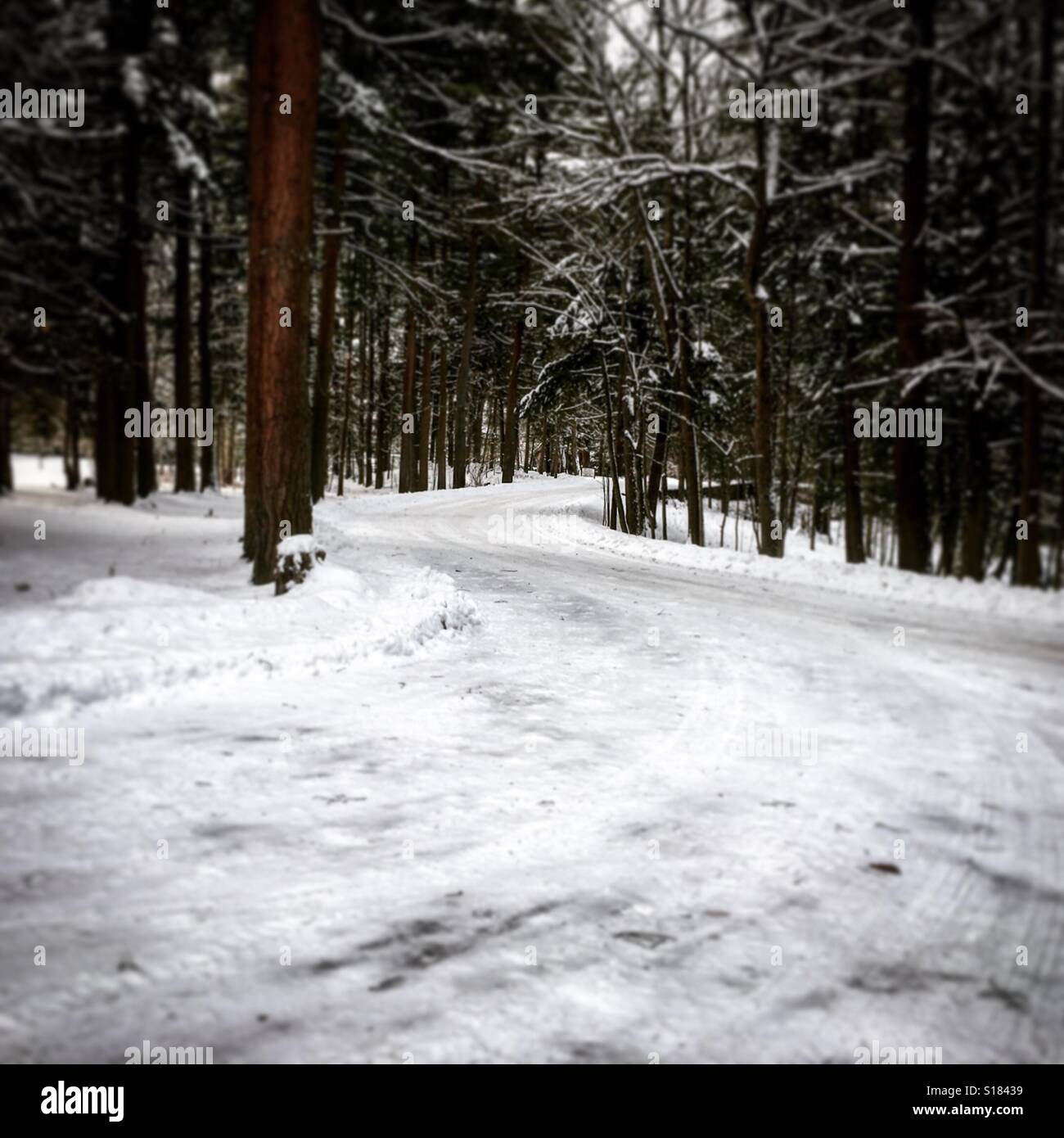 Route enneigée entourée de pins dans la région de Yaddo Gardens Banque D'Images