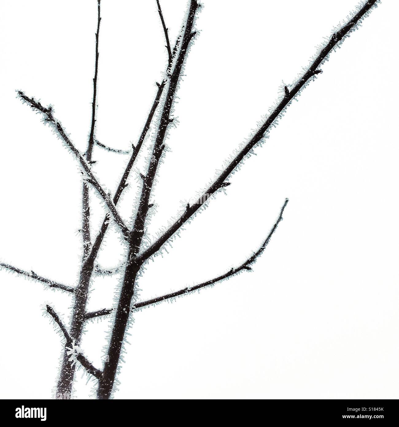 Silhouette d'arbre branches hérissées de frost Banque D'Images