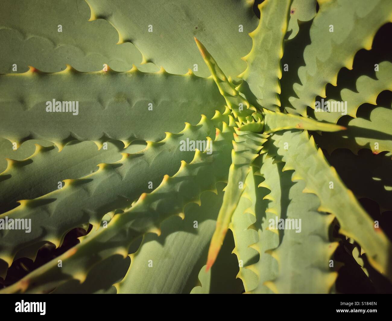 L'Aloe Vera, Aloe aculeata Banque D'Images