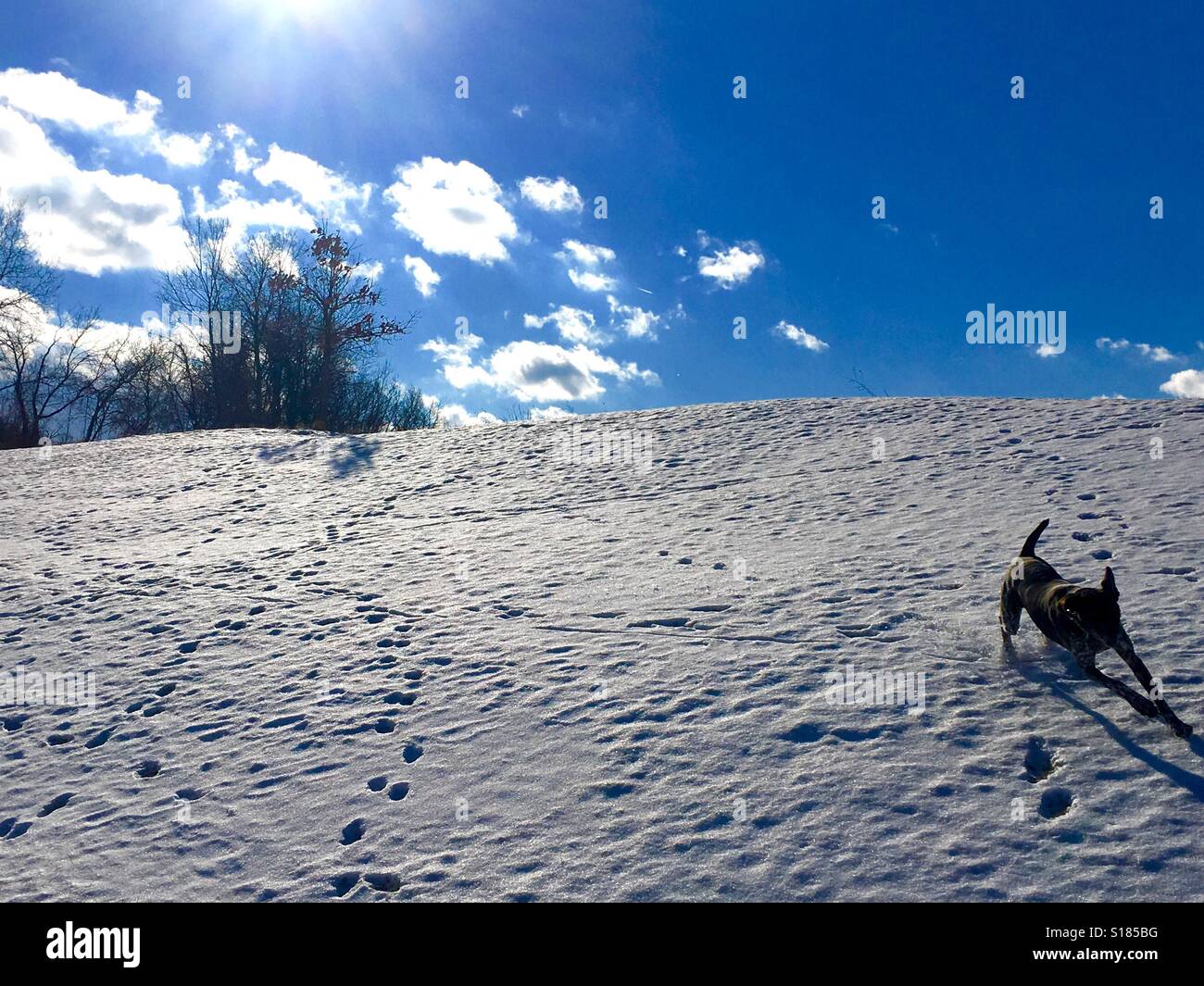 Chien courant le long d'une colline enneigée. Banque D'Images