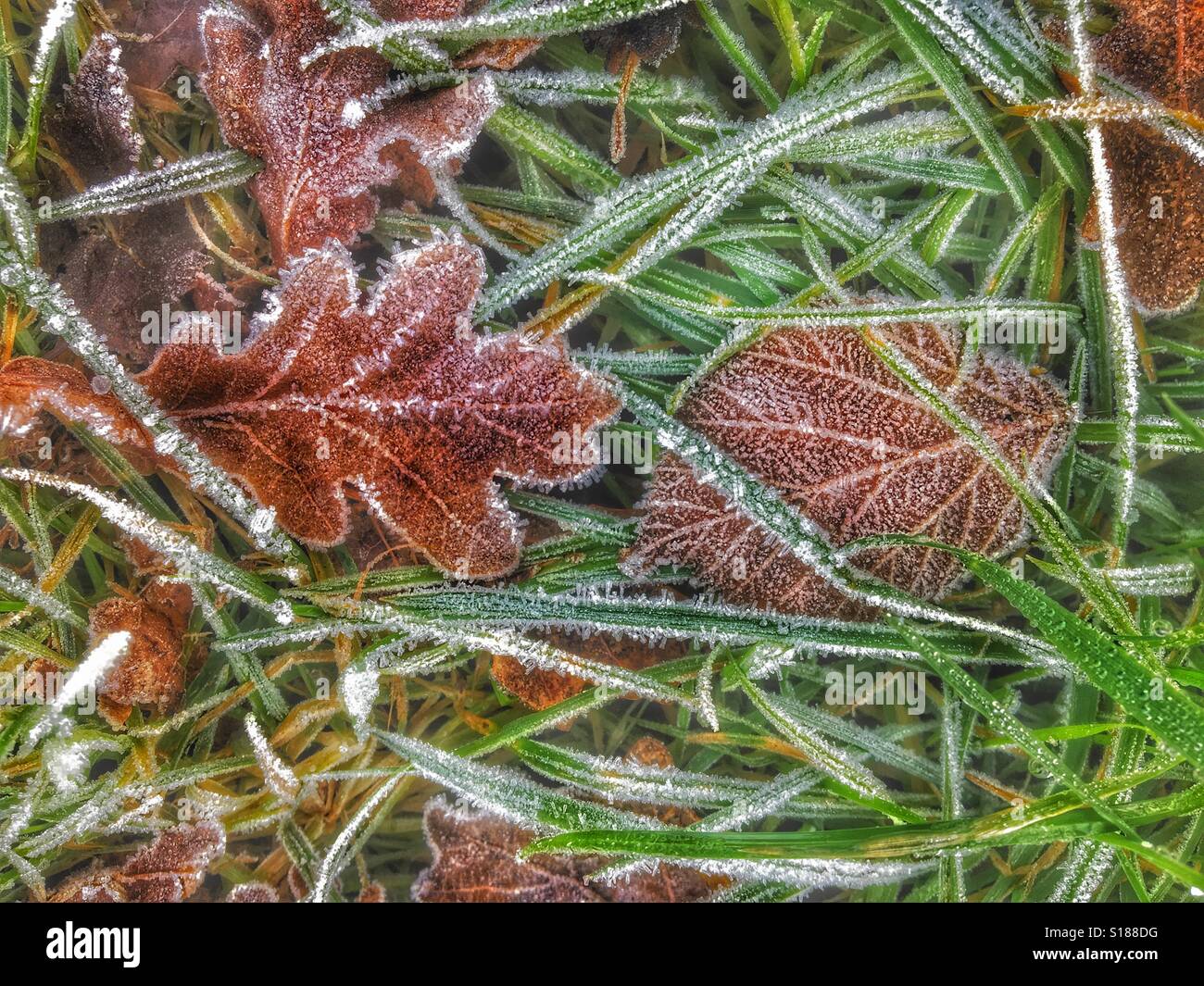 Laves tombé sur l'herbe givrée en hiver Banque D'Images