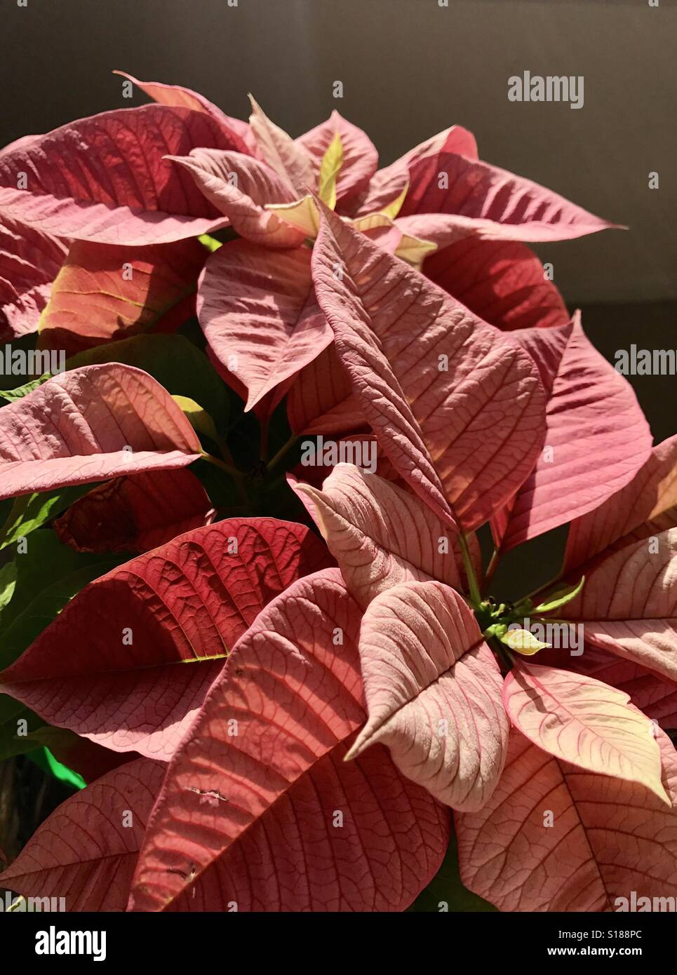 Noël rose poinsettias fleurissent dans le soleil du matin, l'Euphorbia pulcherrima - Image de stock capturée avec un smartphone