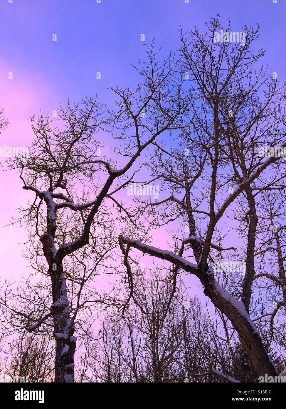 Poplar tree après une chute de neige - Image de stock capturée avec un smartphone