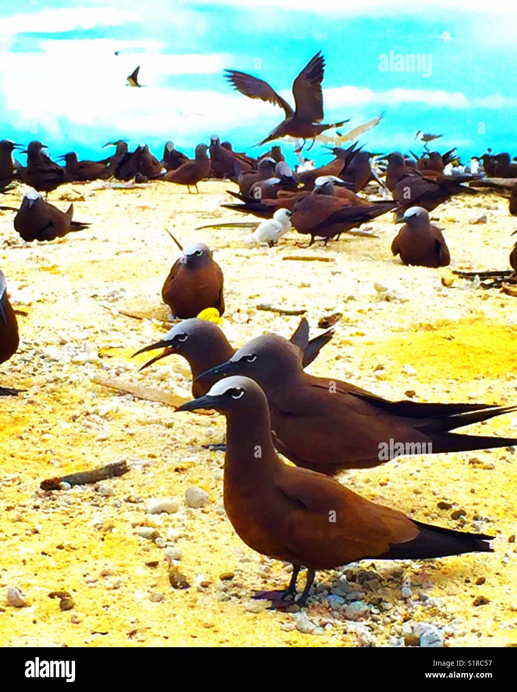 Michaelmas Cay National Park - Image de stock capturée avec un smartphone