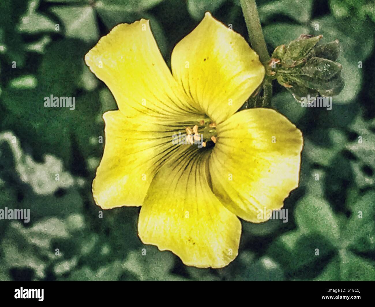 Buttercup des Bermudes également connu sous le nom Oxalis pes-caprae - Image de stock capturée avec un smartphone
