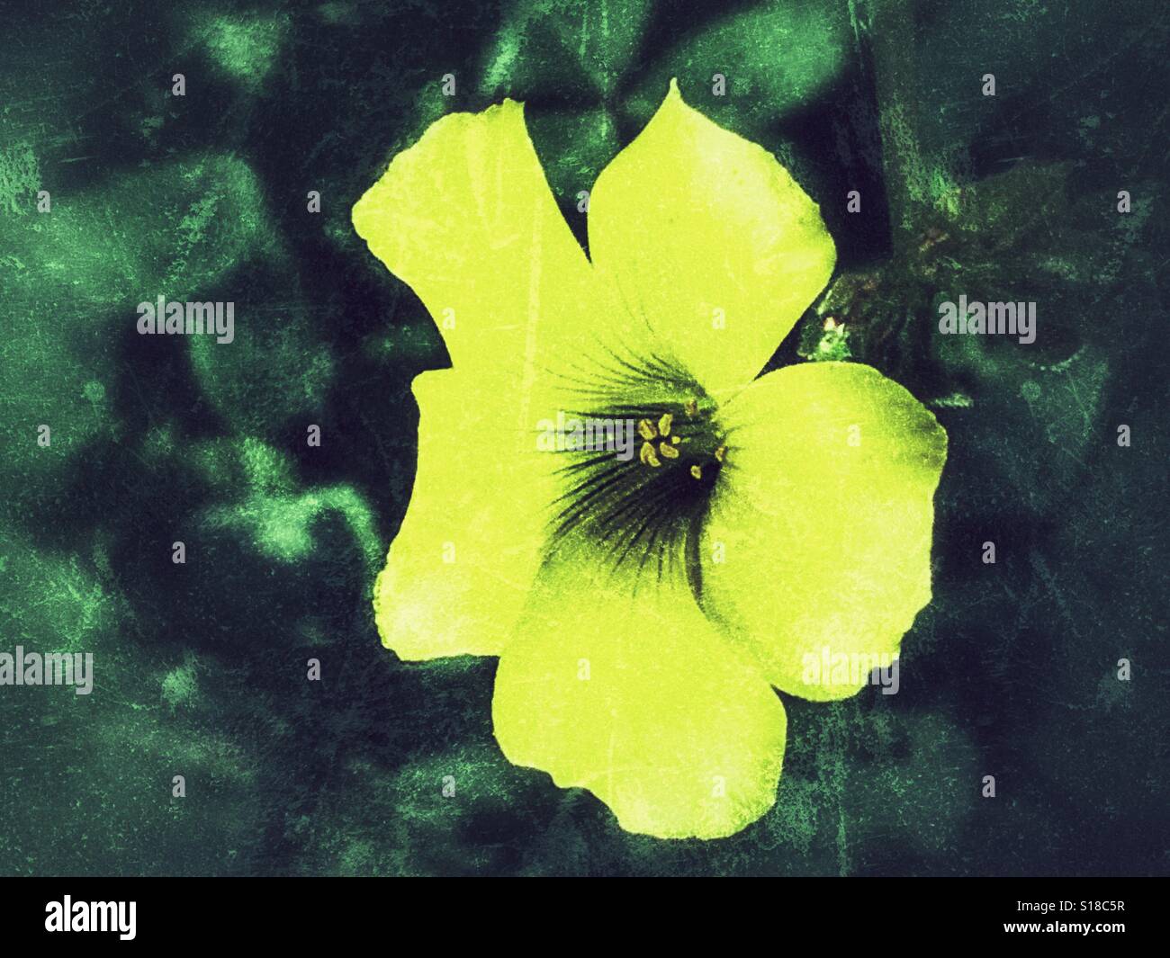 Buttercup des Bermudes également connu sous le nom Oxalis pes-caprae - Image de stock capturée avec un smartphone