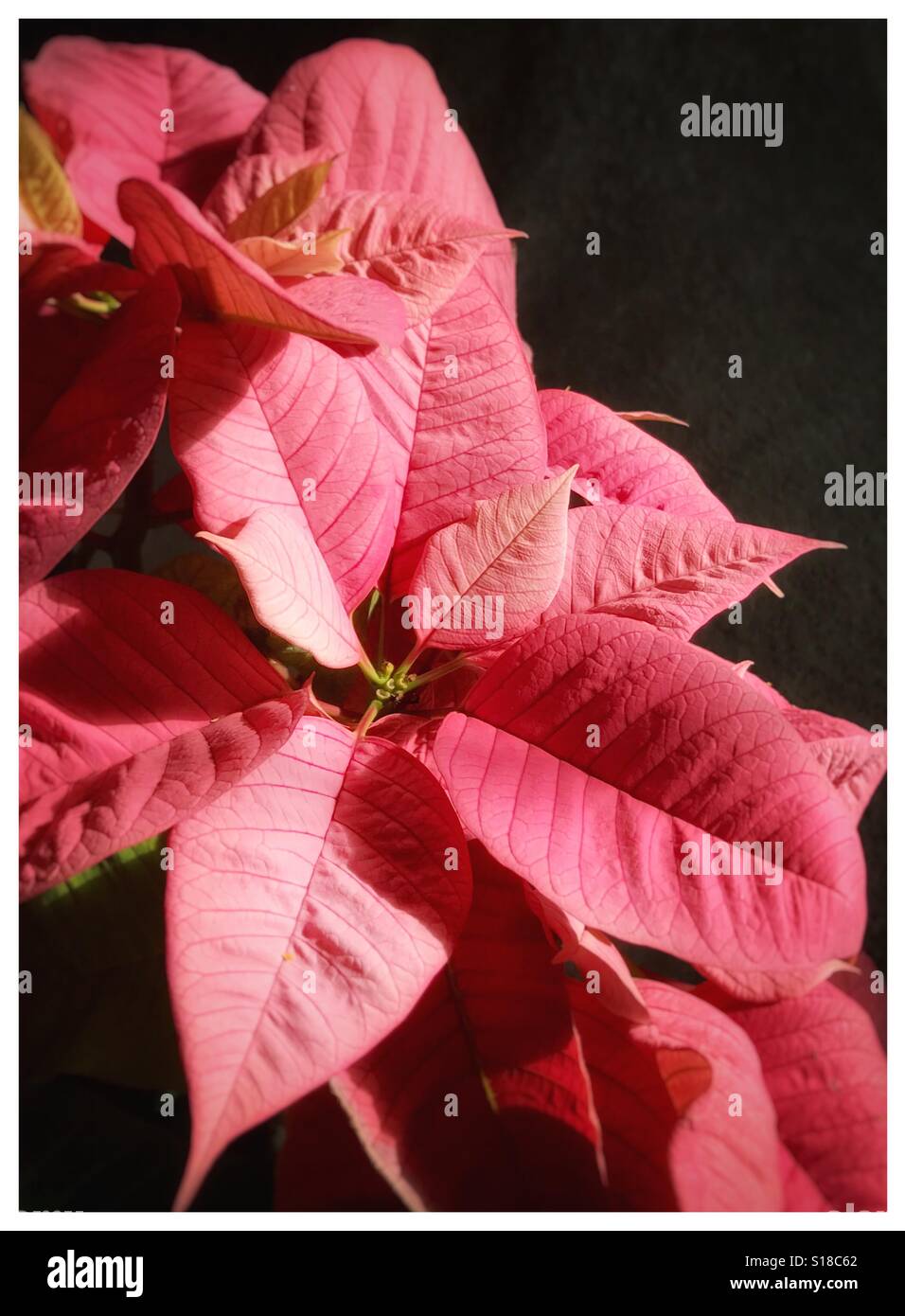 Un poinsettia rose brillant avec fleurs en lumière douce sur fond sombre, Euphorbia pulcherrima - Image de stock capturée avec un smartphone
