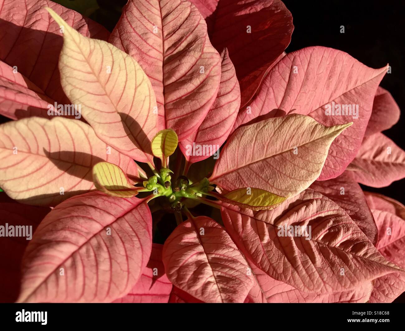 Gros poinsettia rose fleurissent au soleil spectaculaire avec un traitement vintage, Euphorbia pulcherrima - Image de stock capturée avec un smartphone