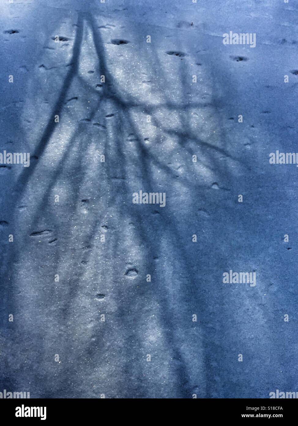 Des ombres sur les branches d'arbres sur la neige fraîchement tombée - Image de stock capturée avec un smartphone