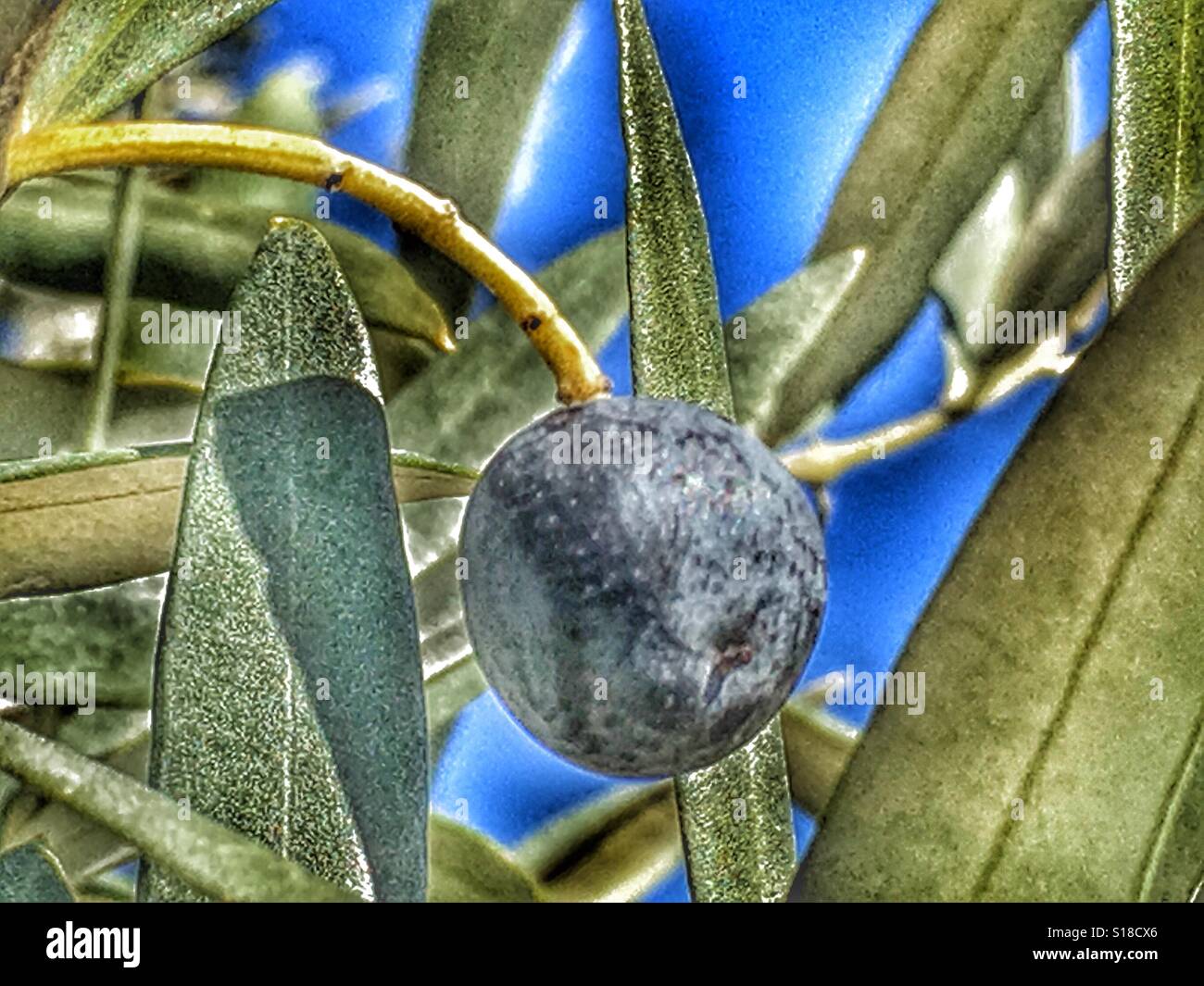 Olive sur arbre Banque D'Images