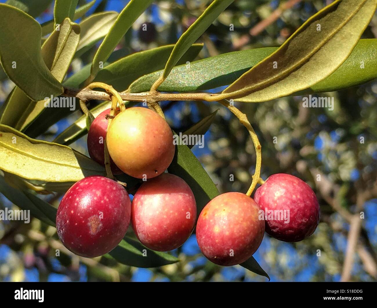 Le mûrissement des olives sur l'arbre., Olea europeae Banque D'Images