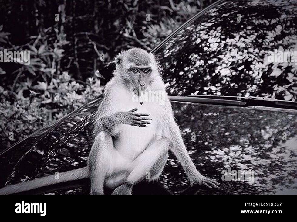 Cheeky monkey assis sur voiture fumeurs Banque D'Images