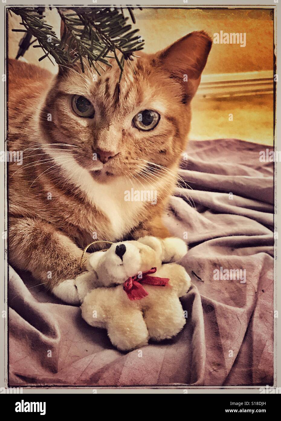 Kitty Cat Orange couché sous l'arbre de Noël avec des petits ours en peluche ornament - Image de stock capturée avec un smartphone