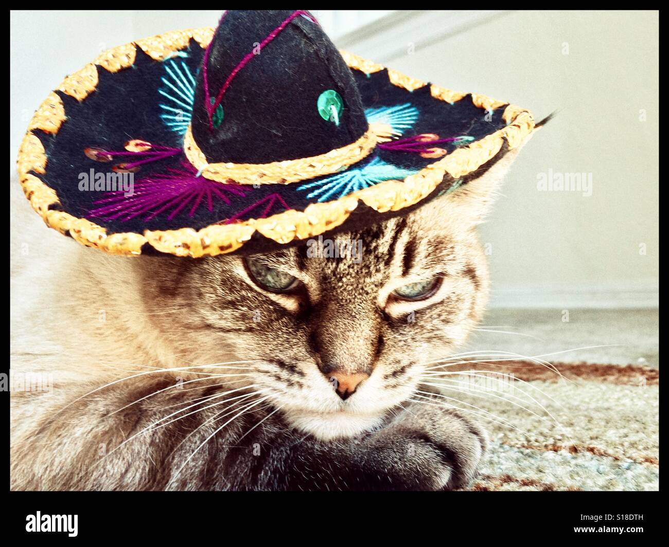 Cat porter un sombrero tout en prenant une sieste - Image de stock capturée avec un smartphone