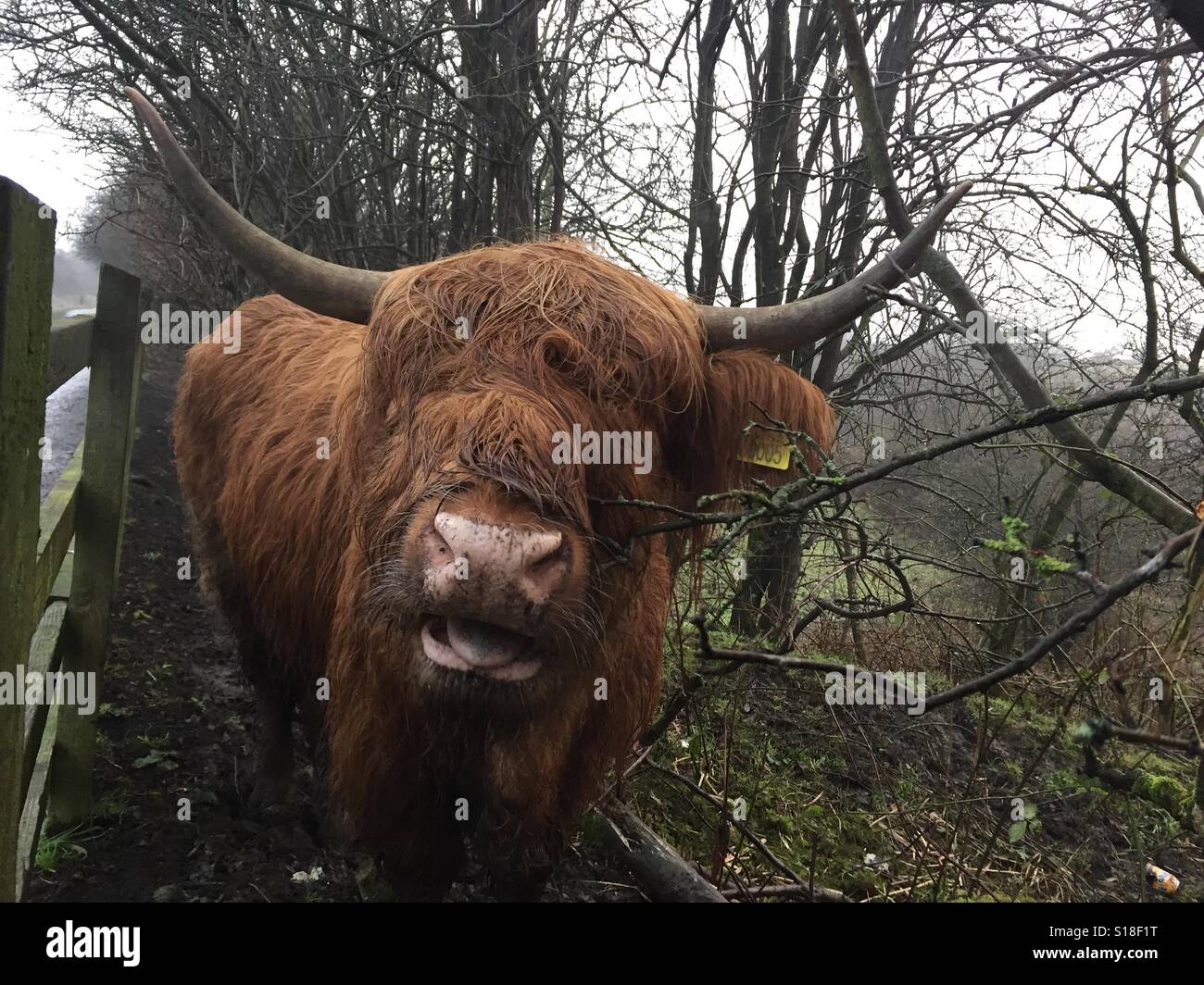 Vache Highland avec langue montrant comme vu à Daisy Nook Country Park dans la région de Oldham, nord-ouest de l'Angleterre. Banque D'Images