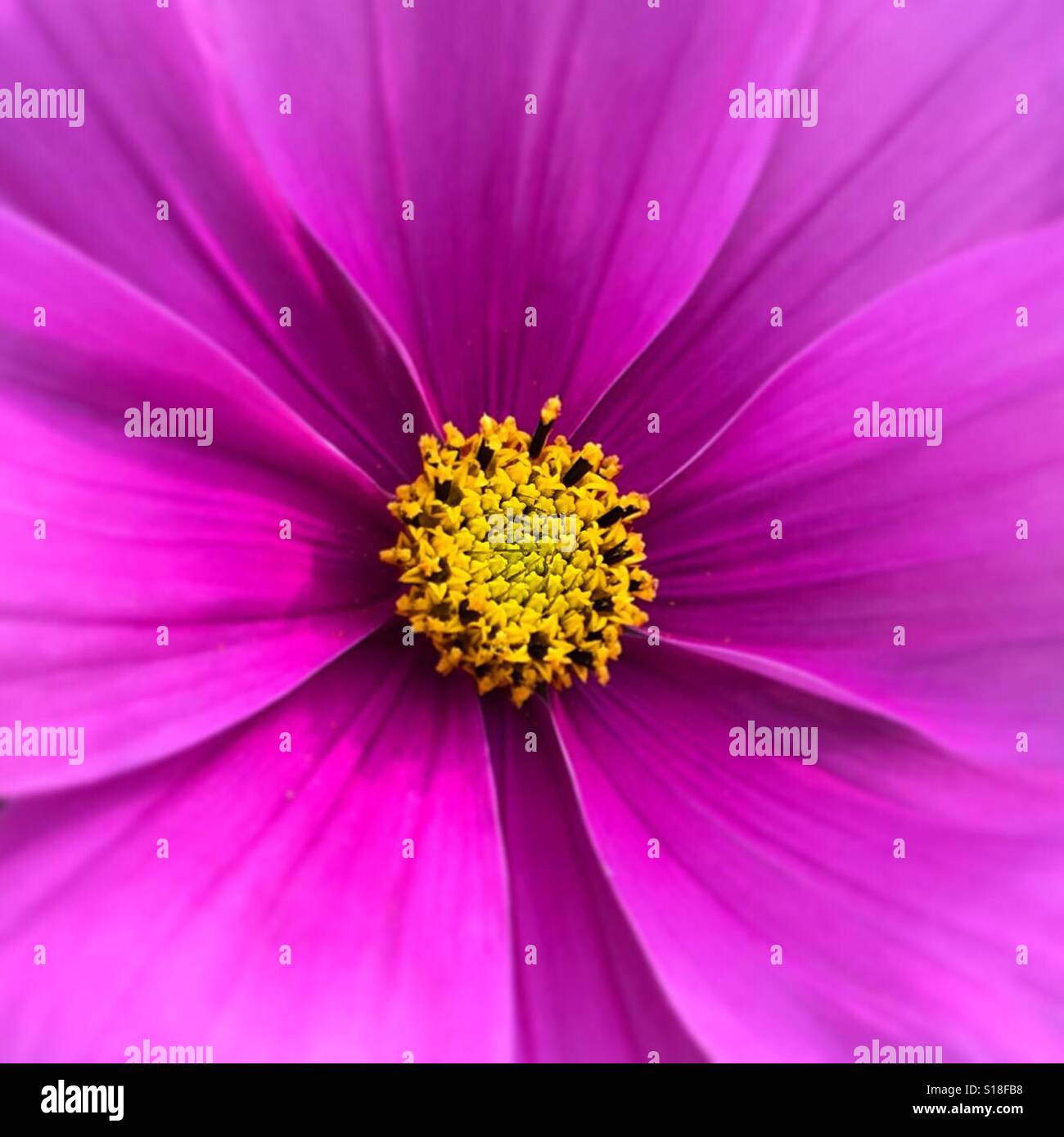 Plein cadre gros plan du centre d'une fleur rose éclatante Cosmos. Photo de téléphone portable avec un post-traitement de téléphone ou de tablette. - Image de stock capturée avec un smartphone